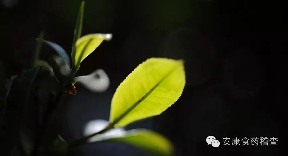 安康富硒茶品质如何（安康富硒茶是什么茶）-硒宝网