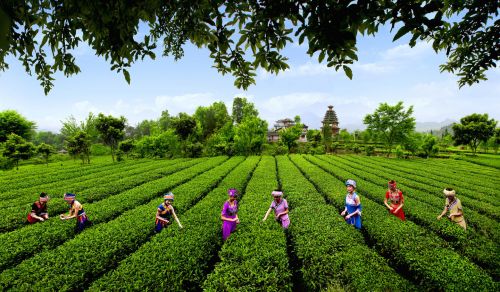 湖北恩施品牌富硒茶(恩施富硒茶十大排名)-硒宝网