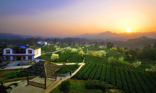 湖北恩施品牌富硒茶(恩施富硒茶十大排名)-硒宝网