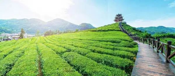 恩施富硒茶生产加工（恩施富硒茶叶多少钱一斤）-硒宝网