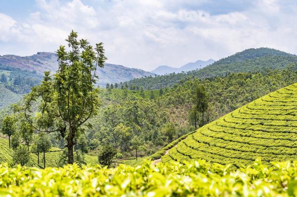 恩施富硒茶私家茶园（恩施富硒茶）-硒宝网