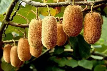 贵州开阳富硒茶价格（开阳富硒白茶多少钱一斤）-硒宝网