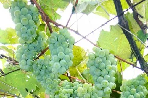 贵州开阳富硒茶价格（开阳富硒白茶多少钱一斤）-硒宝网