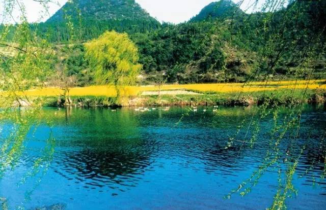 贵州开阳富硒茶价格（开阳富硒白茶多少钱一斤）-硒宝网