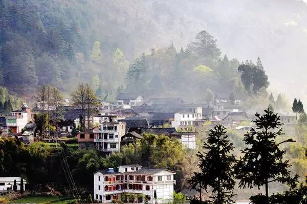 贵州开阳富硒茶价格（开阳富硒白茶多少钱一斤）-硒宝网