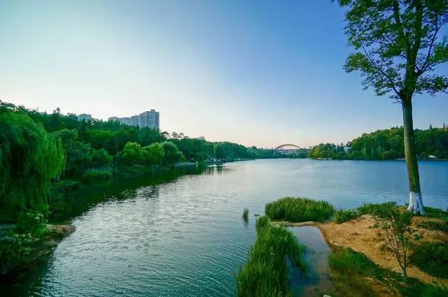 贵州开阳富硒茶价格（开阳富硒白茶多少钱一斤）-硒宝网