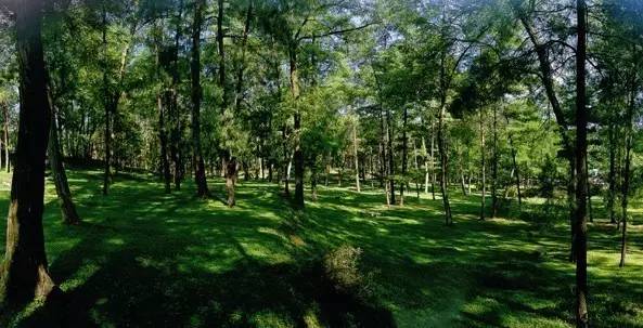 贵州开阳富硒茶价格（开阳富硒白茶多少钱一斤）-硒宝网