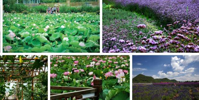 贵州开阳富硒茶价格（开阳富硒白茶多少钱一斤）-硒宝网