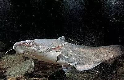 贵州开阳富硒茶价格（开阳富硒白茶多少钱一斤）-硒宝网