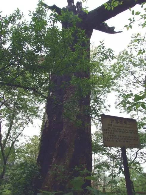 贵州开阳富硒茶价格（开阳富硒白茶多少钱一斤）-硒宝网