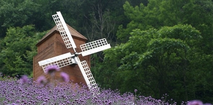 贵州开阳富硒茶价格（开阳富硒白茶多少钱一斤）-硒宝网