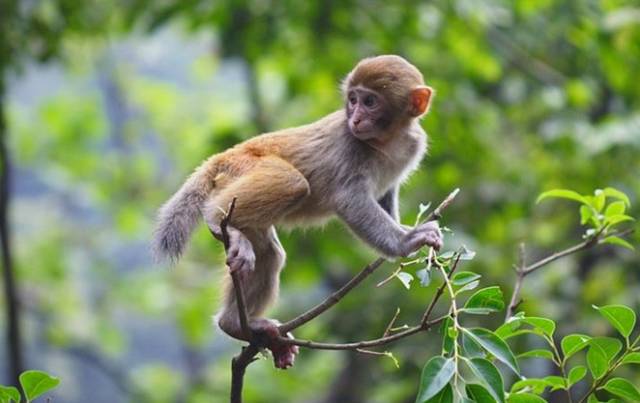 贵州开阳富硒茶价格（开阳富硒白茶多少钱一斤）-硒宝网