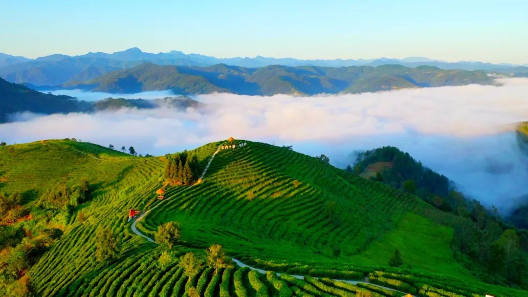 安康富硒茶主要销售(安康富硒茶属于绿茶吗)-硒宝网