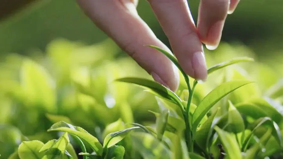 安康富硒茶主要销售(安康富硒茶属于绿茶吗)-硒宝网