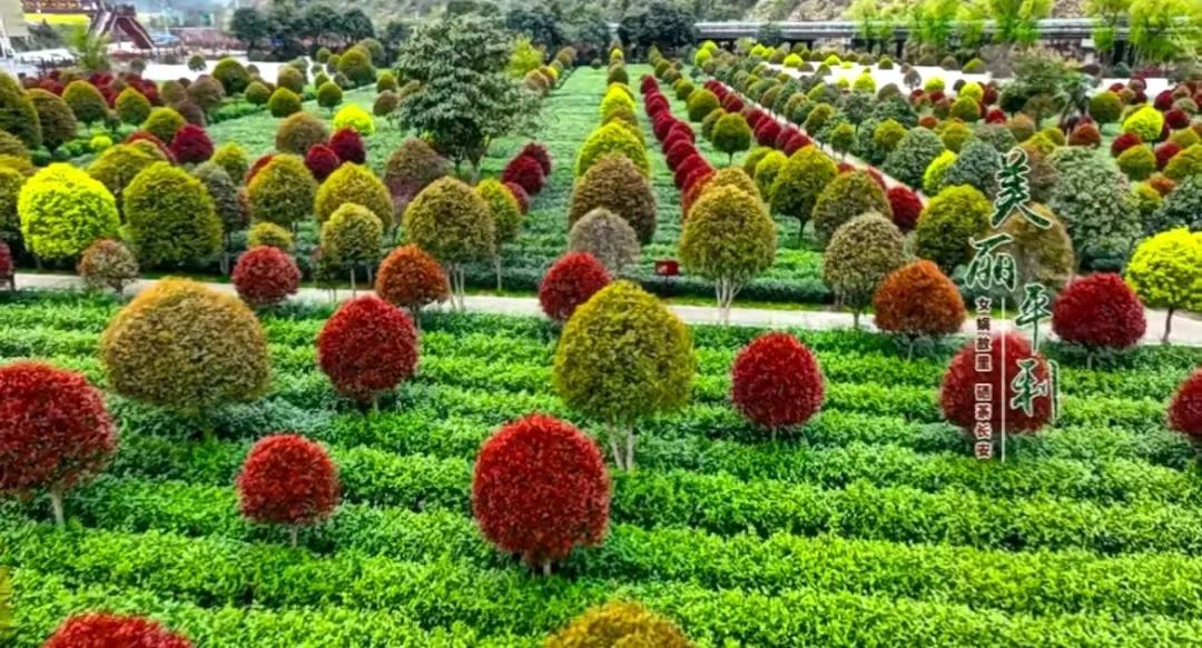 安康富硒茶主要销售(安康富硒茶属于绿茶吗)-硒宝网