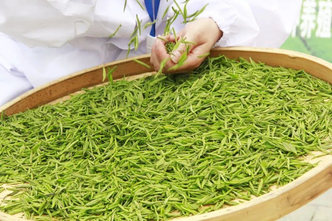 安康富硒茶主要销售(安康富硒茶属于绿茶吗)-硒宝网