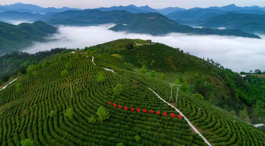 安康富硒茶主要销售(安康富硒茶属于绿茶吗)-硒宝网
