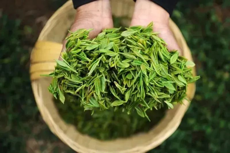 安康富硒茶主要销售(安康富硒茶属于绿茶吗)-硒宝网