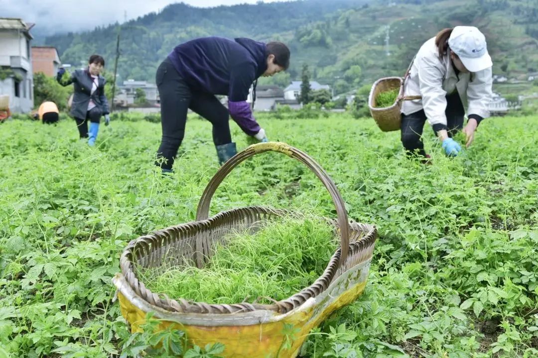 安康富硒茶主要销售(安康富硒茶属于绿茶吗)-硒宝网