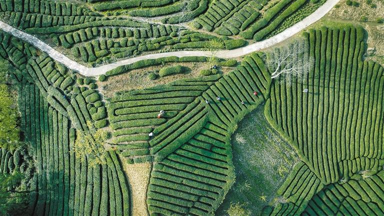 安康富硒茶营销现状(安康富硒茶产业)-硒宝网