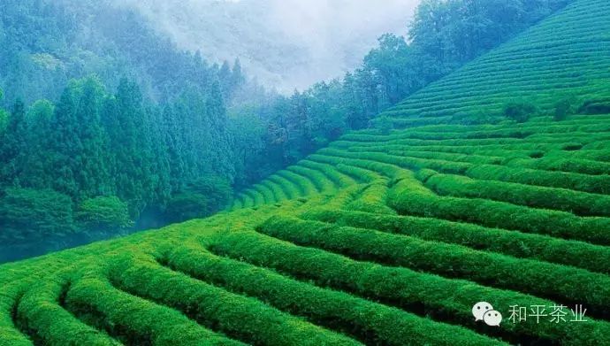 如何销售紫阳富硒茶（紫阳富硒茶叶）-硒宝网