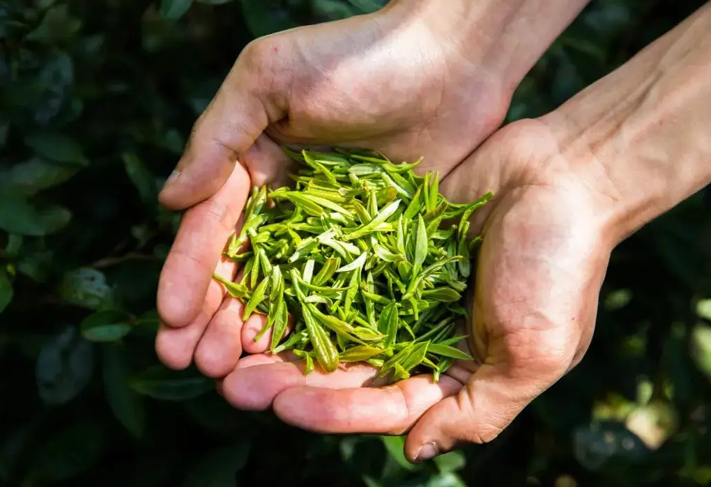 天津富硒茶恩施玉露（恩施玉露与恩施富硒茶对比区别）-硒宝网