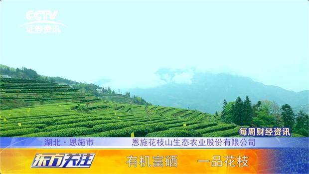 恩施富硒茶加工介绍(恩施富硒茶企业)-硒宝网