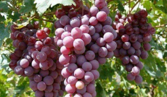 孕妇吃什么补铁补血(孕妇补铁补血药)-硒宝网