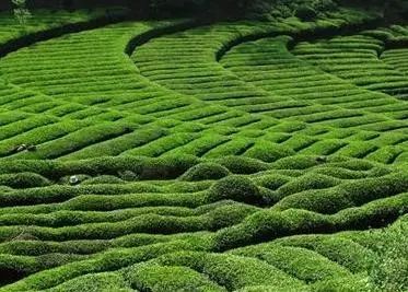 紫阳富硒茶营销状况(紫阳富硒茶制作工艺)-硒宝网