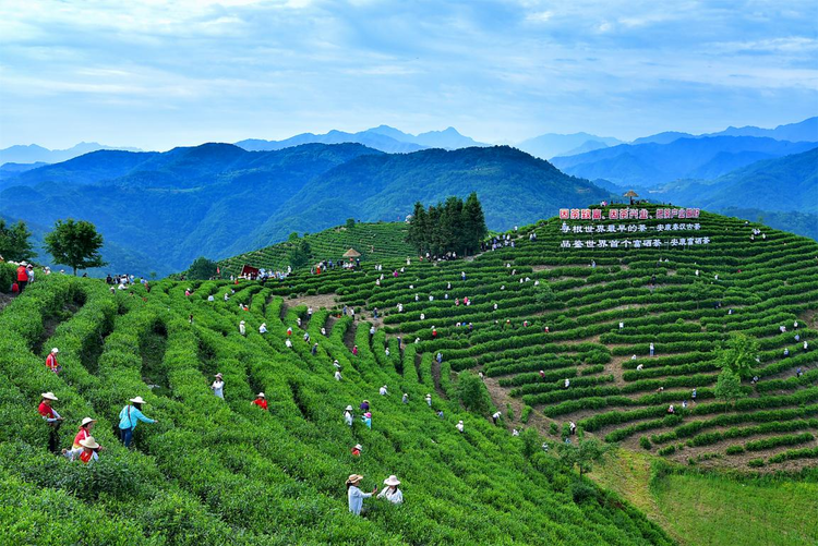安康富硒茶故事介绍(安康富硒茶多少钱一斤汗水晨雾)-硒宝网