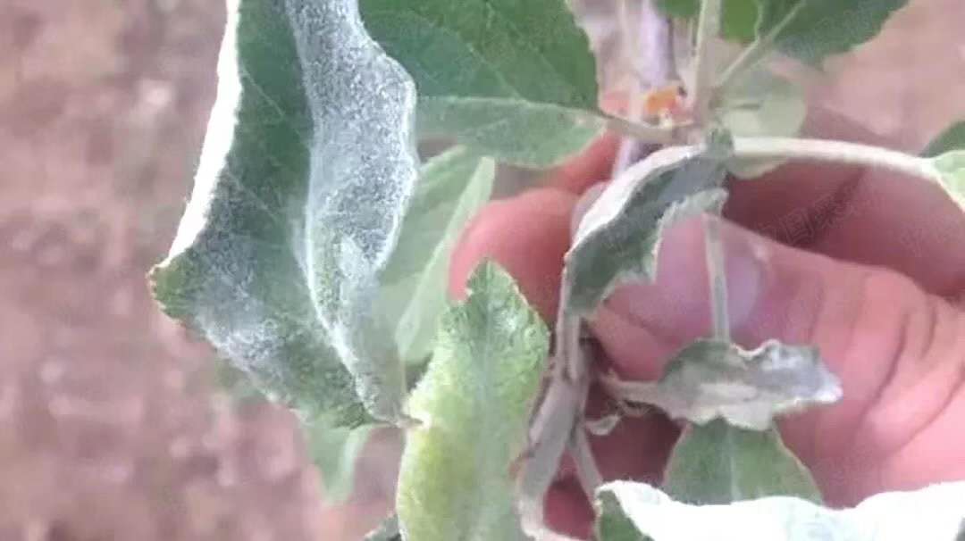 苹果补钙的最佳时间(苹果什么时候补钙)-硒宝网