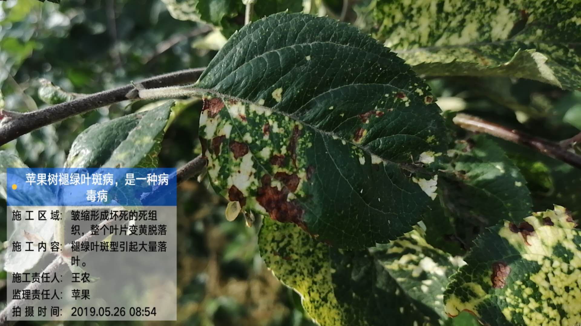 苹果补钙的最佳时间(苹果什么时候补钙)-硒宝网