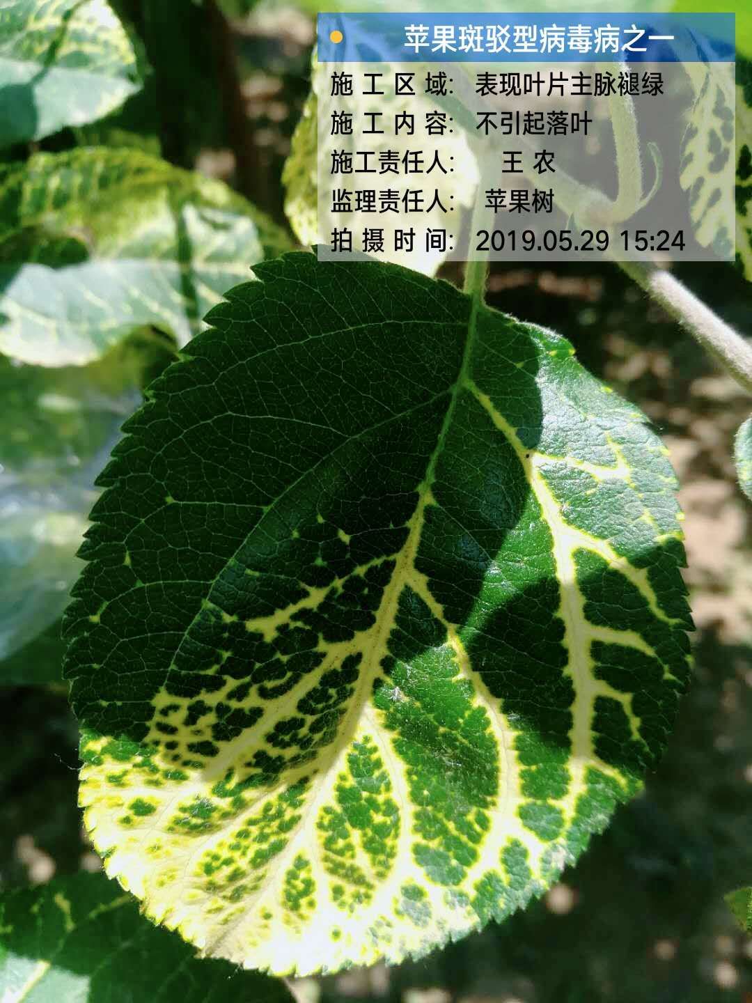 苹果补钙的最佳时间(苹果什么时候补钙)-硒宝网