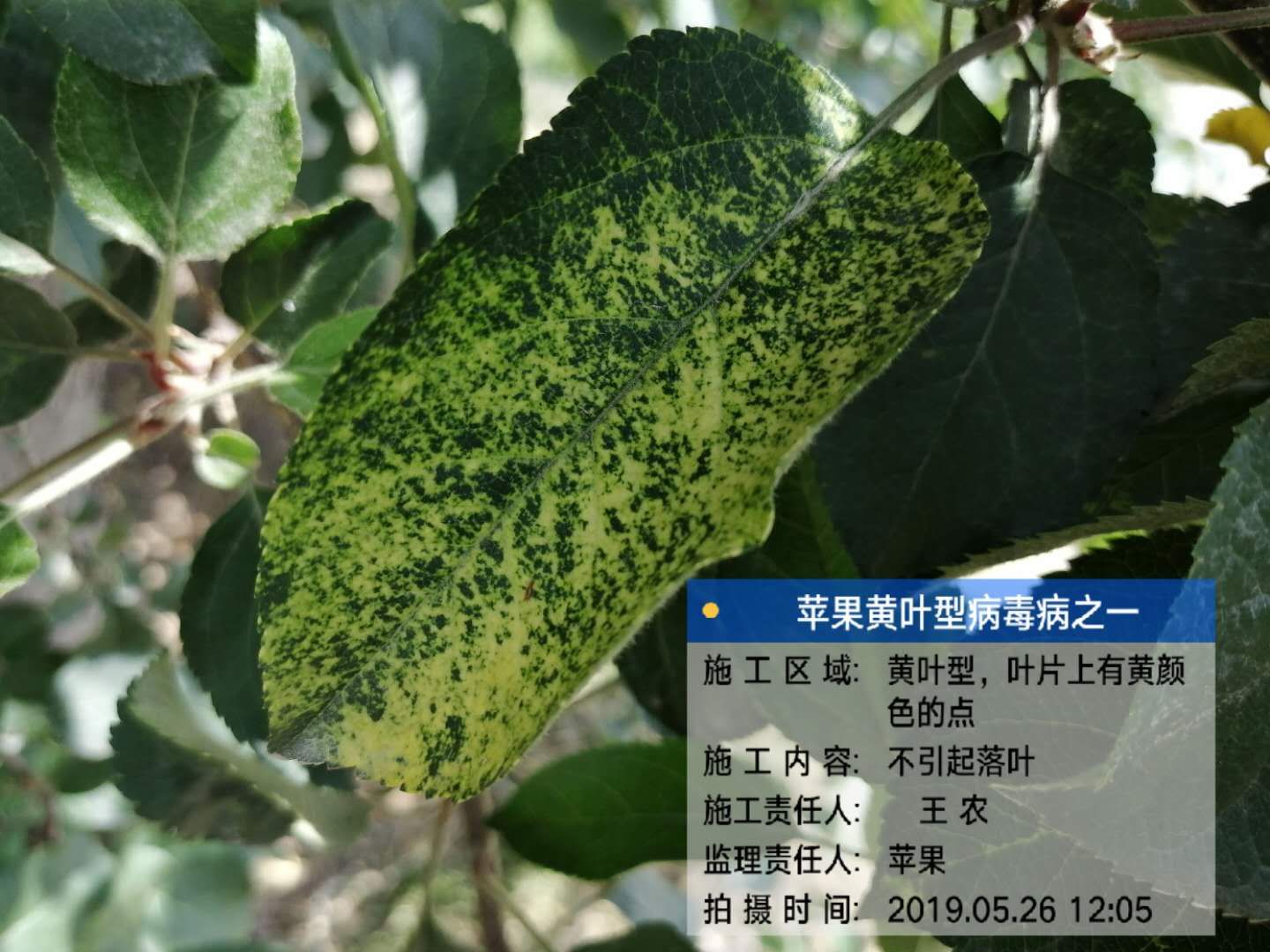 苹果补钙的最佳时间(苹果什么时候补钙)-硒宝网