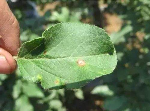 苹果补钙的最佳时间(苹果什么时候补钙)-硒宝网