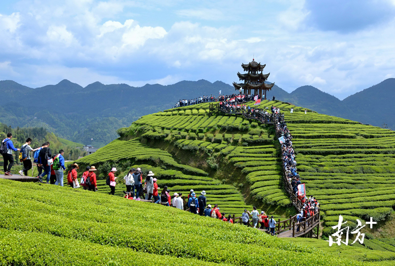 武昌富硒茶玉露企业(武昌茶玉露富硒企业介绍)-硒宝网