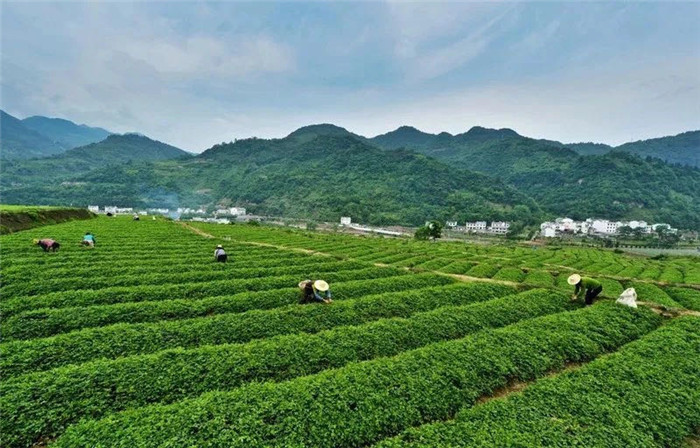 紫阳富硒茶基地地址(紫阳富硒茶场观光园)-硒宝网