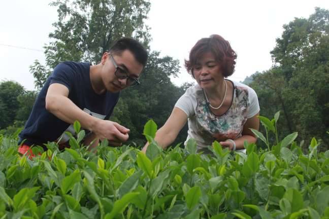 富硒茶含有什么元素(茶含有元素富硒吗)-硒宝网