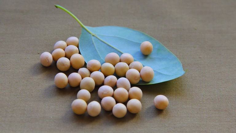 黄豆能补钙吗（黄豆能补钙不）-硒宝网