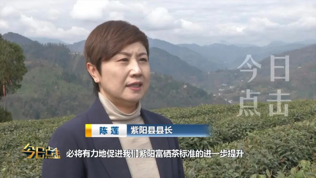 品牌紫阳富硒茶批发(紫阳富硒茶的竞争对手)-硒宝网