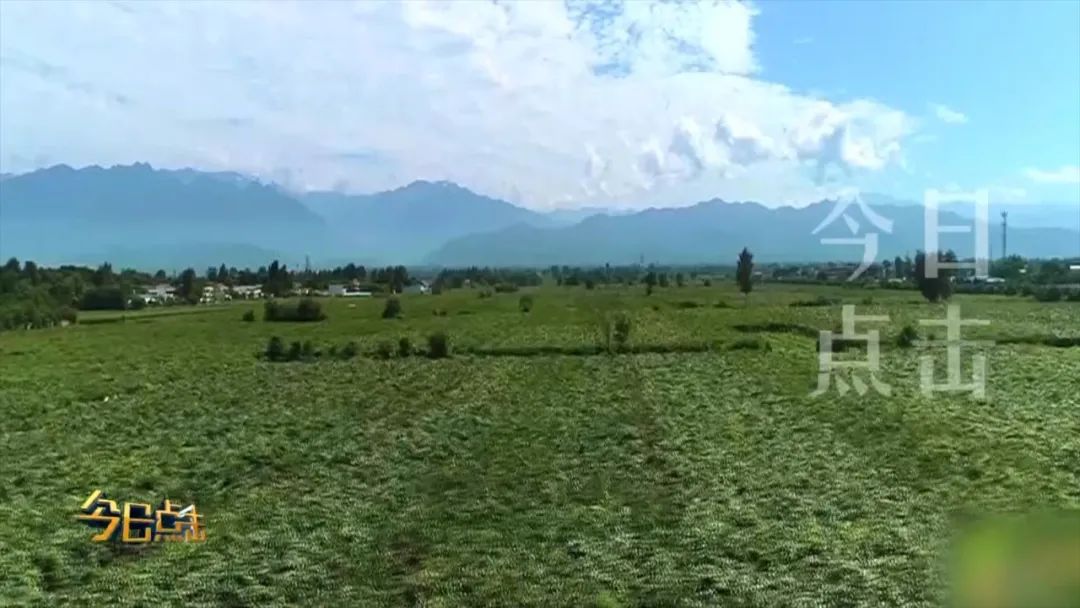 品牌紫阳富硒茶批发(紫阳富硒茶的竞争对手)-硒宝网