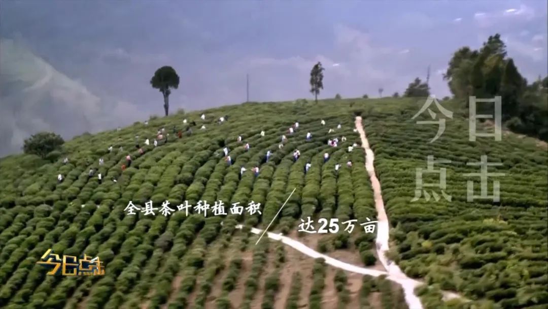 品牌紫阳富硒茶批发(紫阳富硒茶的竞争对手)-硒宝网