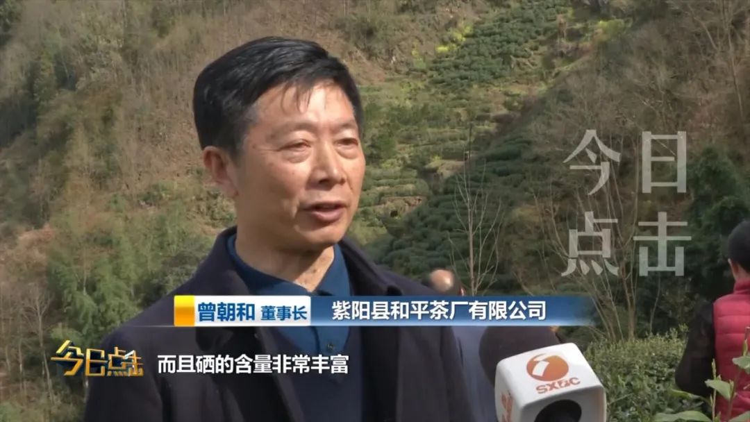 品牌紫阳富硒茶批发(紫阳富硒茶的竞争对手)-硒宝网