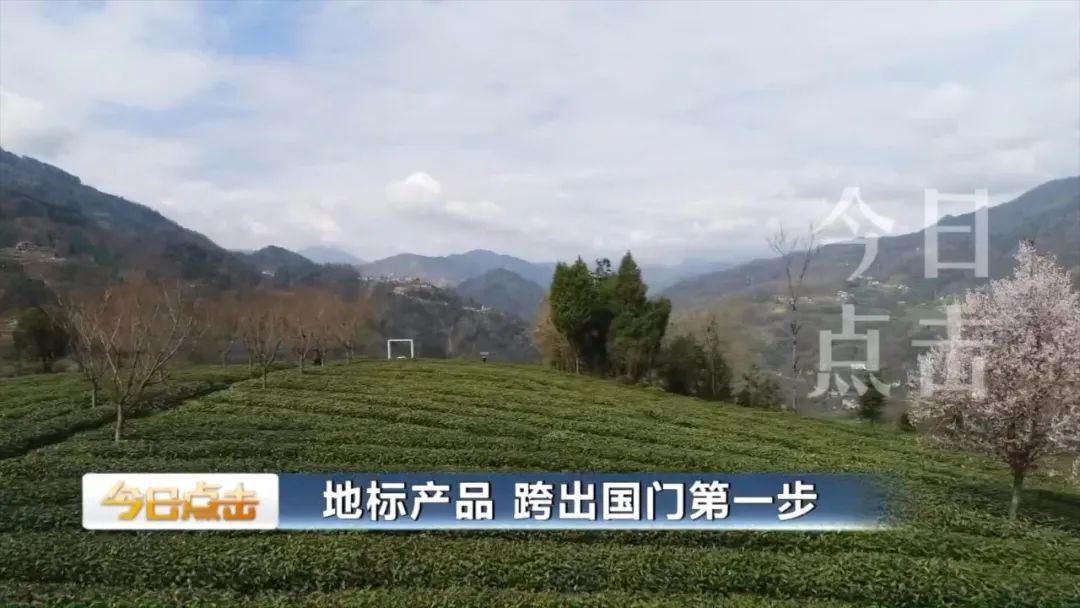 品牌紫阳富硒茶批发(紫阳富硒茶的竞争对手)-硒宝网