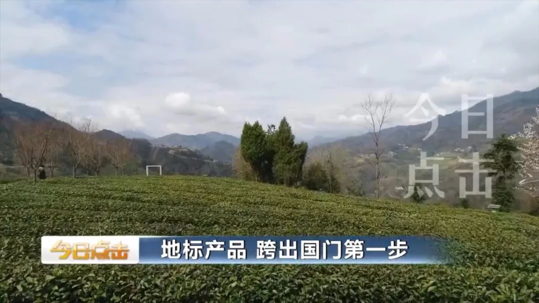 品牌紫阳富硒茶批发(紫阳富硒茶的竞争对手)-硒宝网