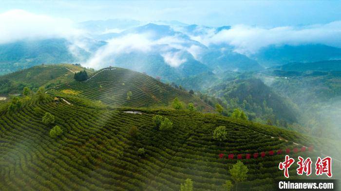 安康富硒茶品牌建设（安康富硒茶最古老的茶）-硒宝网