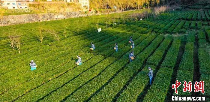 安康富硒茶品牌建设（安康富硒茶最古老的茶）-硒宝网