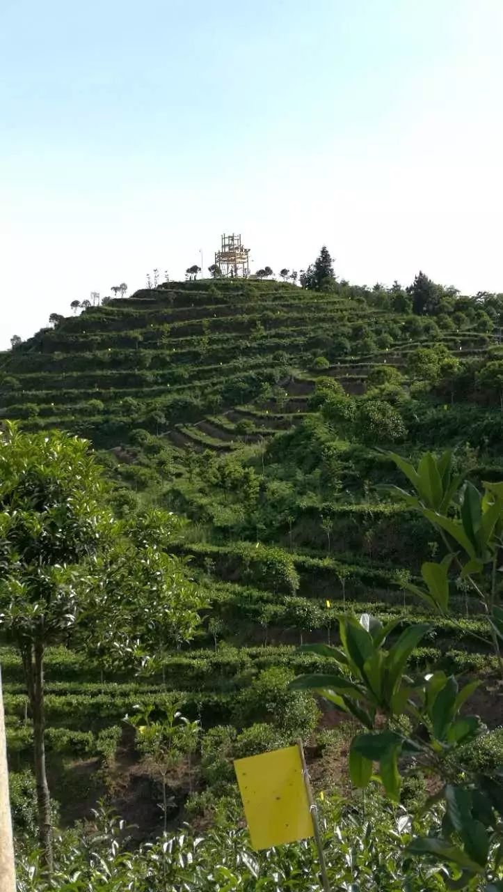 富硒茶玉露推荐企业(玉露富硒茶多少钱)-硒宝网