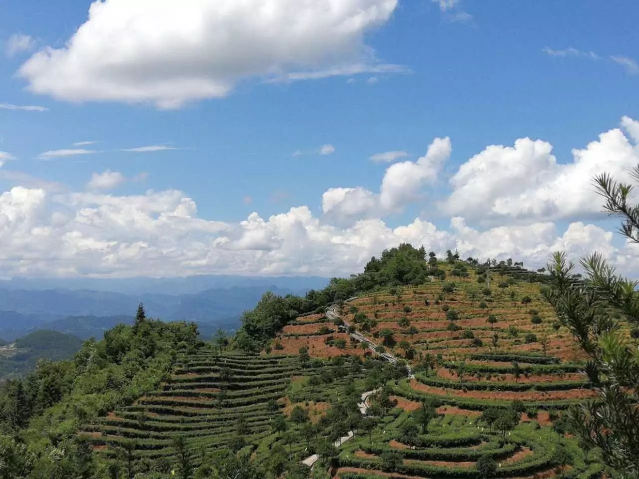 富硒茶玉露推荐企业(玉露富硒茶多少钱)-硒宝网