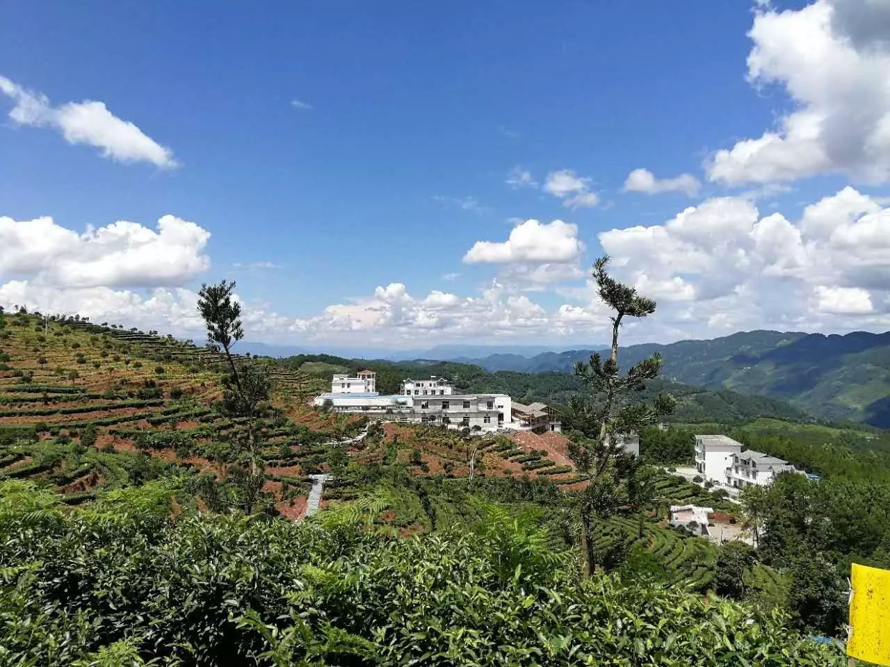 富硒茶玉露推荐企业(玉露富硒茶多少钱)-硒宝网